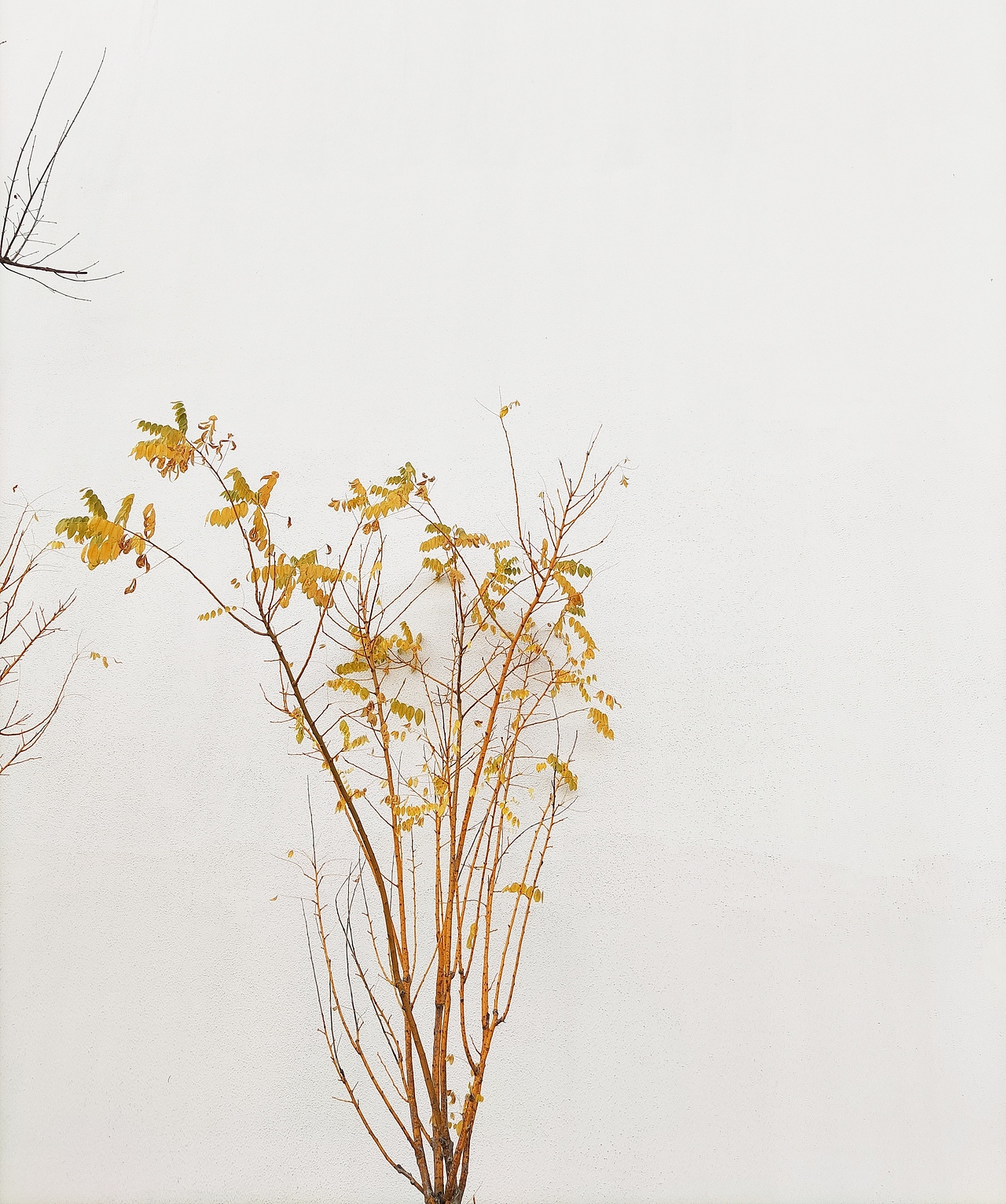 手机拍摄（图ZMjQyMDM5NDM2） - 产品摄影 - 站酷设计师191436255原创素材 - 站酷ZCOOL