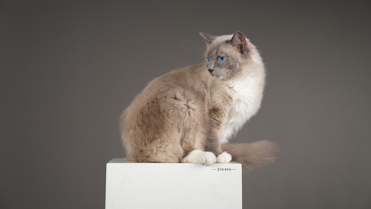 宠物摄影源计划-Niko（图ZMjU5NDkwODky） - 宠物摄影 - 站酷设计师至牧原创素材 - 站酷ZCOOL