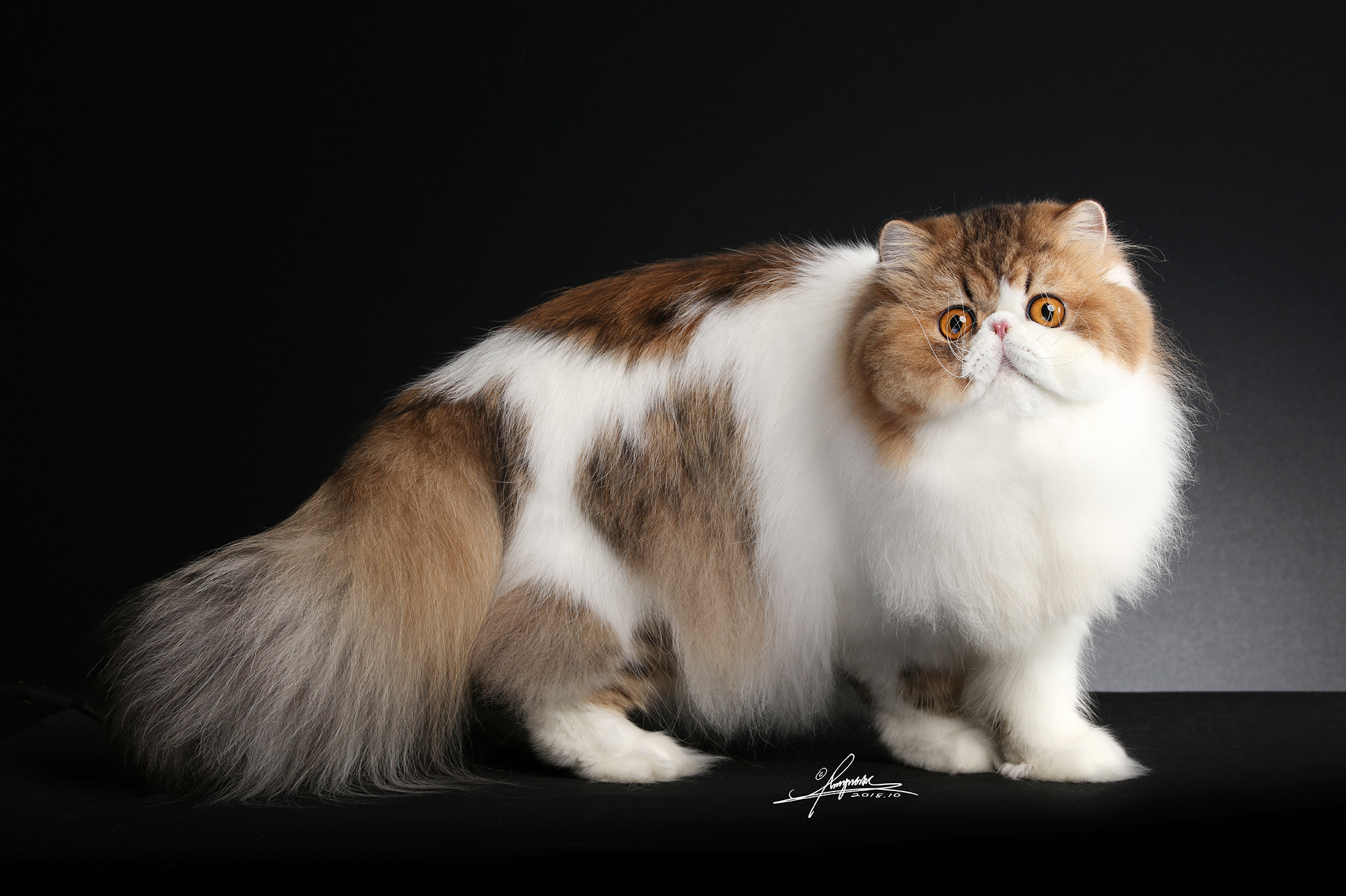 波斯猫_amyworks赛猫摄影-站酷zcool