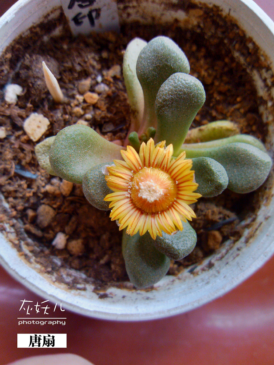 我家美丽的多肉植物（图ZOTU0NTk1Ng==） - 其他摄影 - 站酷设计师灰妖儿原创素材 - 站酷ZCOOL