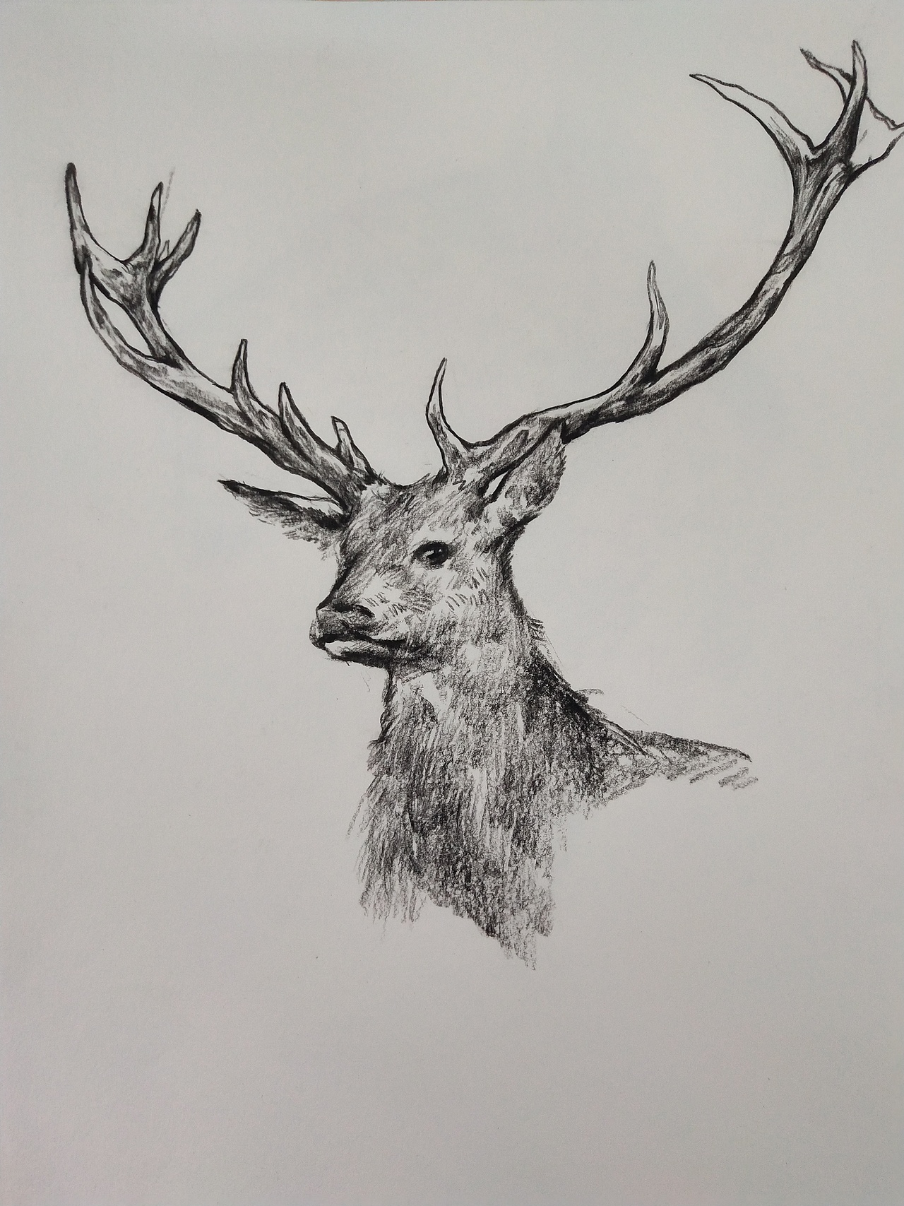 炭笔动物速写_半夏插画-站酷zcool