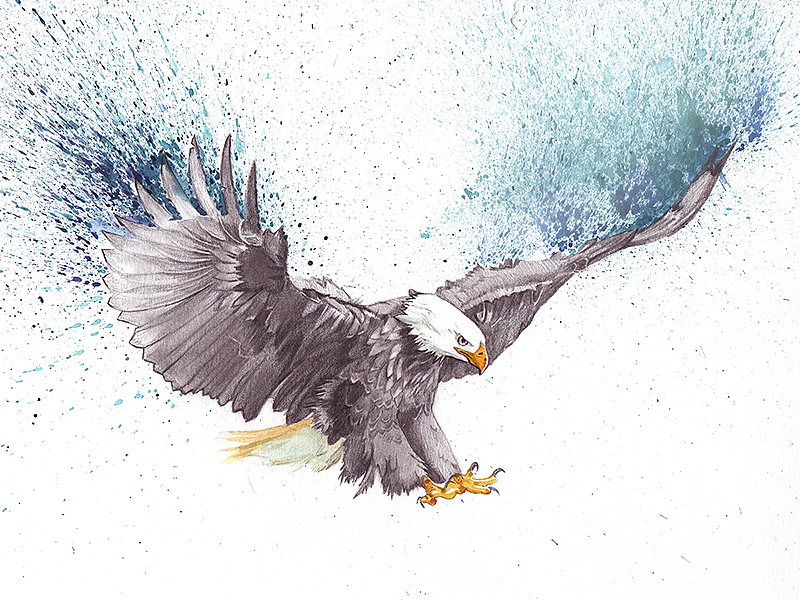 秃鹰（图ZMjgwNzI4MjQ=） - 创作习作 - 站酷设计师乐大吉原创素材 - 站酷ZCOOL