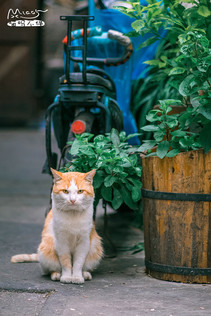 等等,让我站站好再拍!