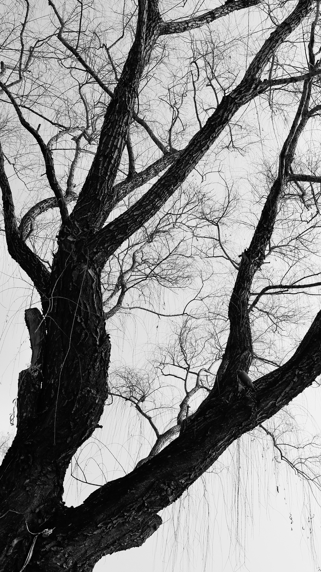 枯木_oselzy-站酷zcool