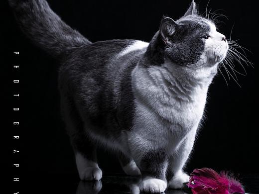 清高的小猫咪（个人主页-ZNDk5MDU3ODg=） - 宠物摄影 - 站酷设计师摄影师雨林原创素材 - 站酷ZCOOL