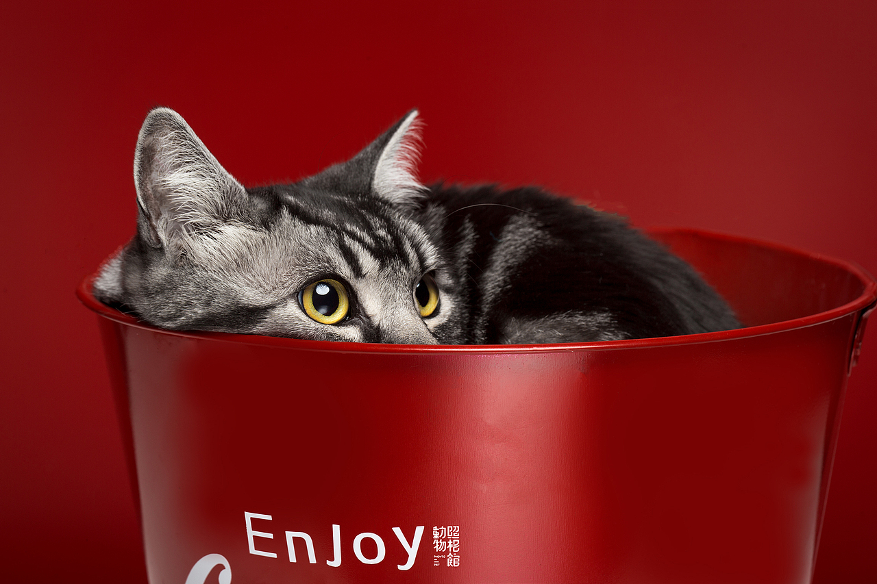 【動物照相館】嗷呜（图ZMTQ4OTEyOTI0） - 宠物摄影 - 站酷设计师温文尔雅GJ原创素材 - 站酷ZCOOL