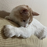 阿白想养猫的头像