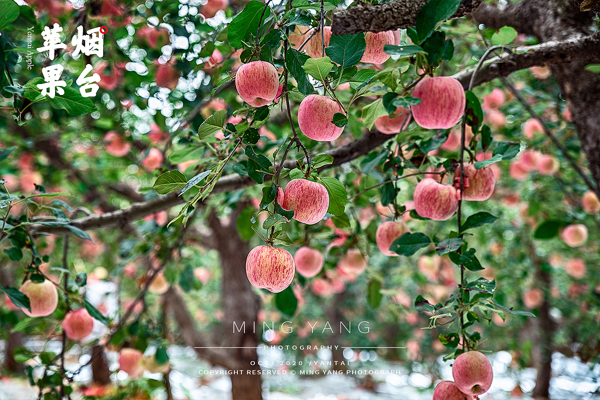 苹果水果（图ZMjI4NjIzNTA4） - 产品摄影 - 站酷设计师摄影师董名扬原创素材 - 站酷ZCOOL