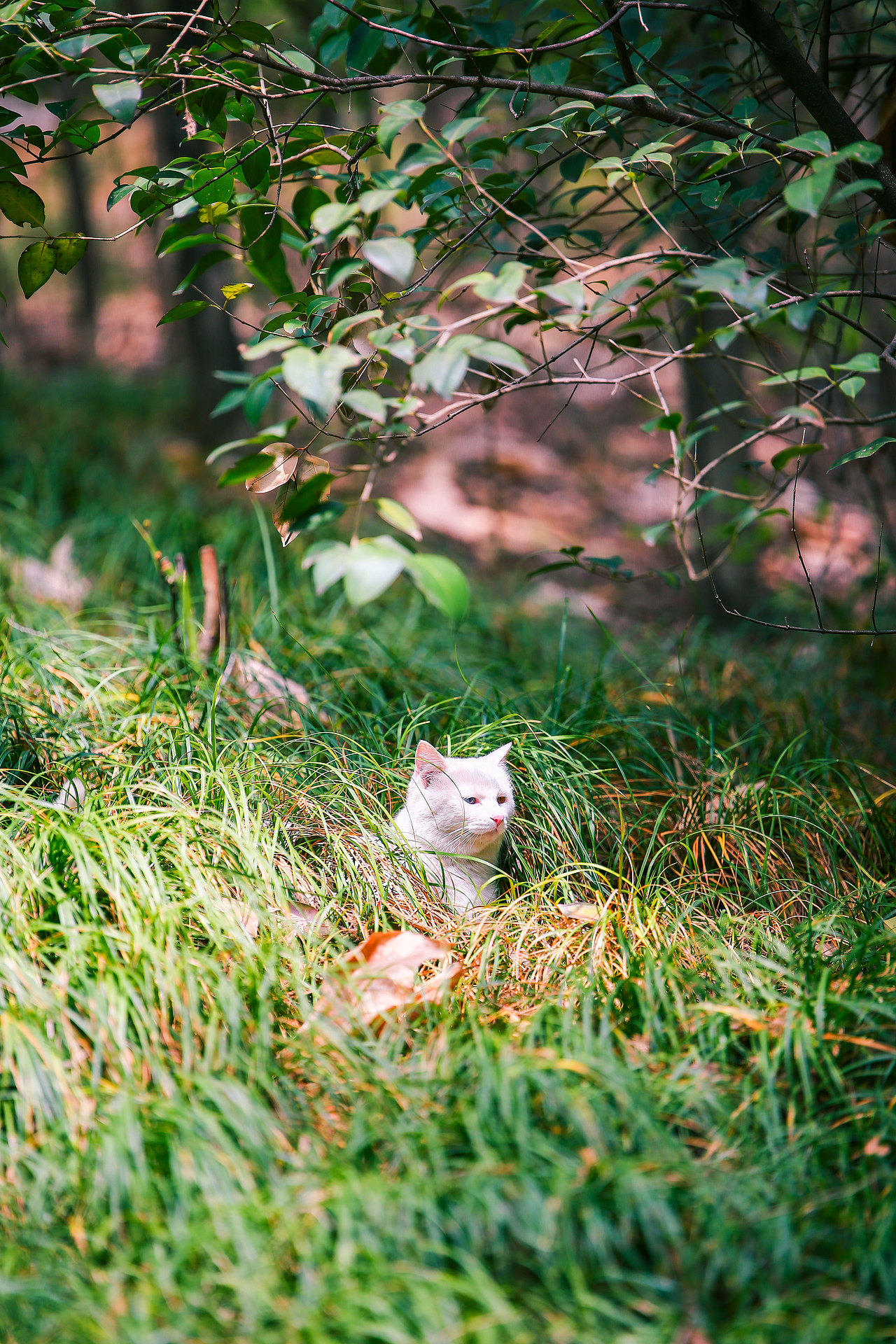 山猫日记20210630