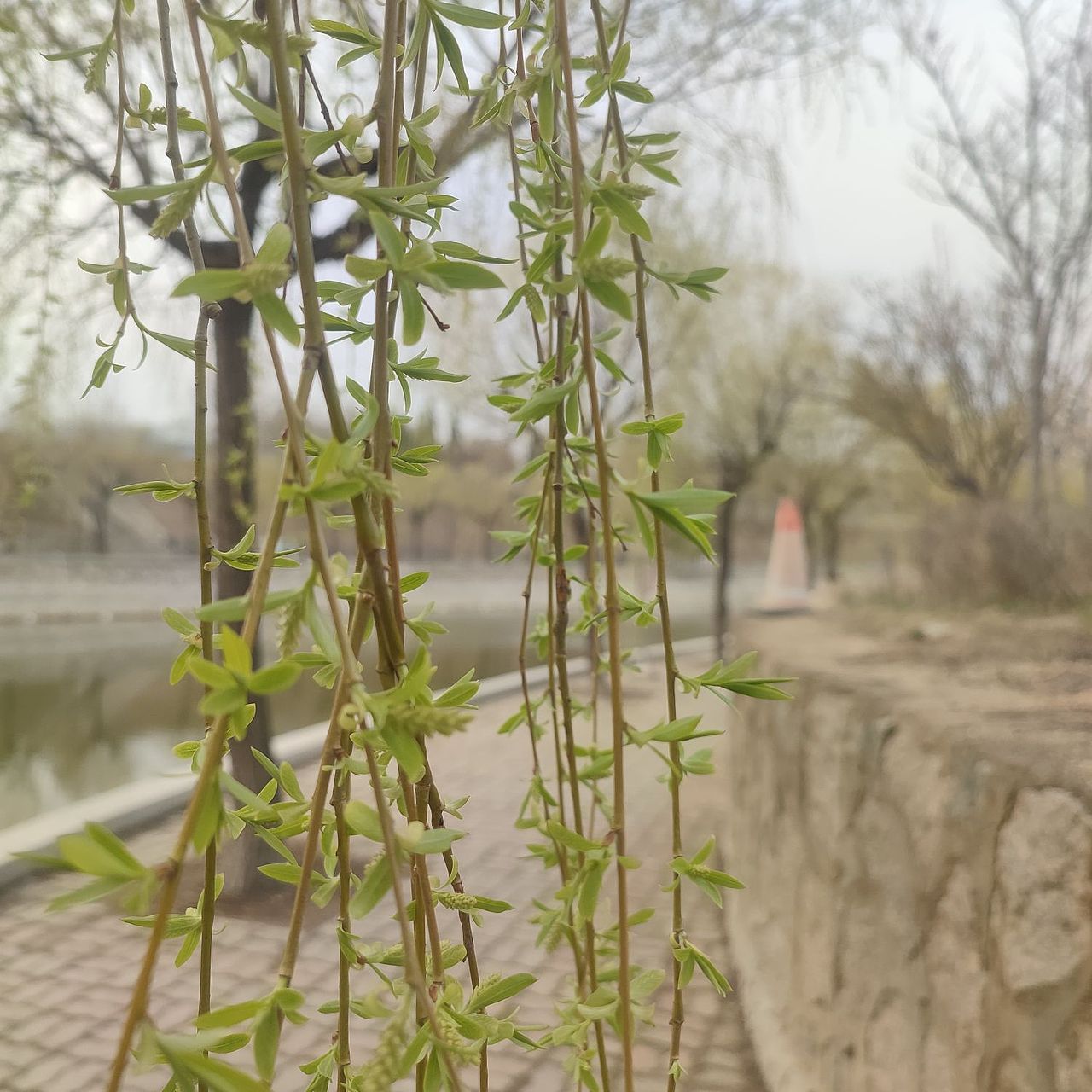 捕捉春天的第一瞬间