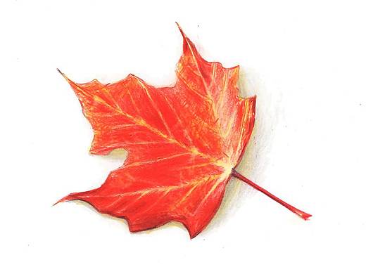 【驴大萌彩铅教程203】手绘秋天枫叶