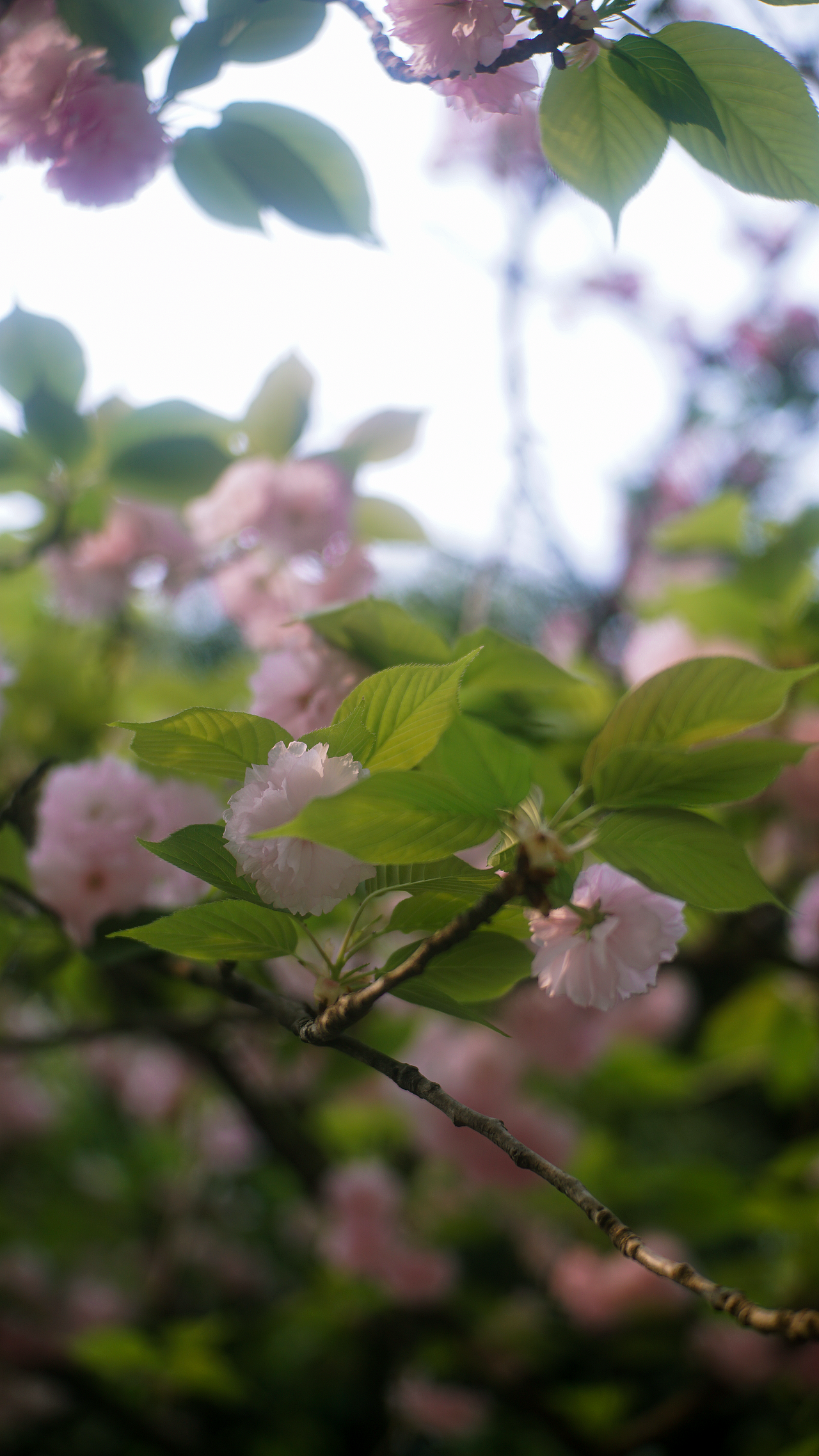 22年春 成都塔子山公园 八重樱（图ZMjkzNDQ5NTA4） - 风光摄影 - 站酷设计师张声张原创素材 - 站酷ZCOOL