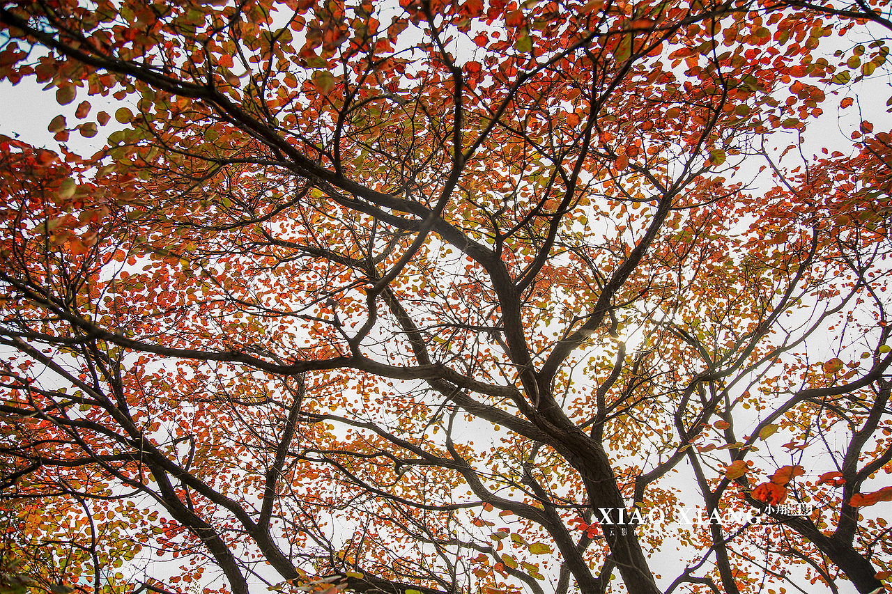蔡节红叶（图ZOTM5OTM5MDg=） - 风光摄影 - 站酷设计师lixiangpeng1122原创素材 - 站酷ZCOOL
