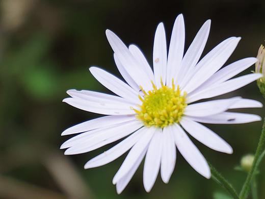 家乡的秋（个人主页-ZMzM0Mjc1ODQ=） - 风光摄影 - 站酷设计师你若未央原创素材 - 站酷ZCOOL