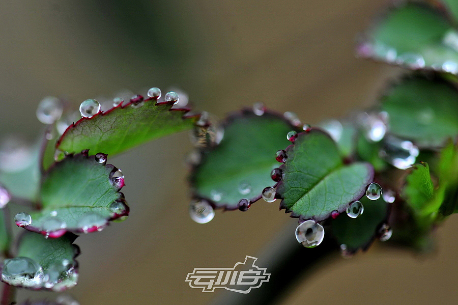 云小白的城市迎来了第一场春雨|摄影|静物|我叫云小白 - 原创作品