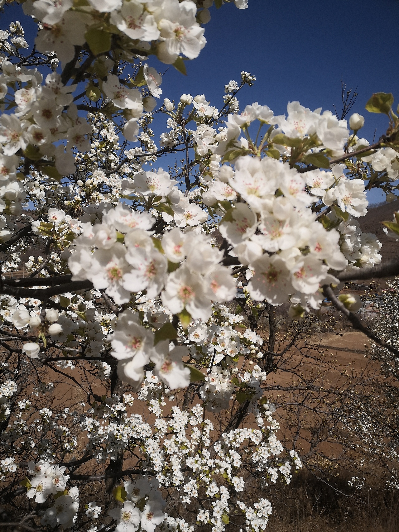 梨花开,春带雨。梨花落,后清明