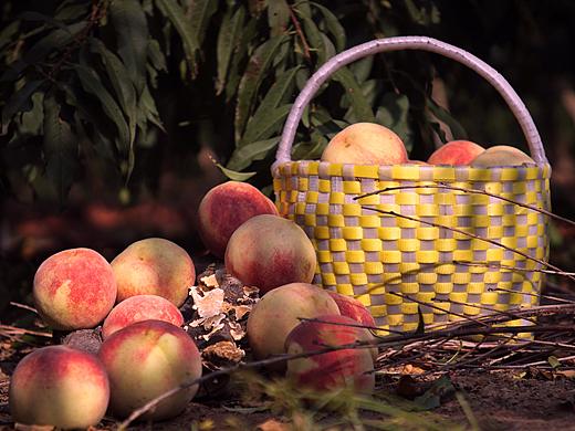 【關(guān)關(guān)·意畫?】桃之夭夭（個人主頁-ZMzExNjI1NDg=） - 產(chǎn)品攝影 - 站酷設(shè)計師百川取則原創(chuàng)素材 - 站酷ZCOOL