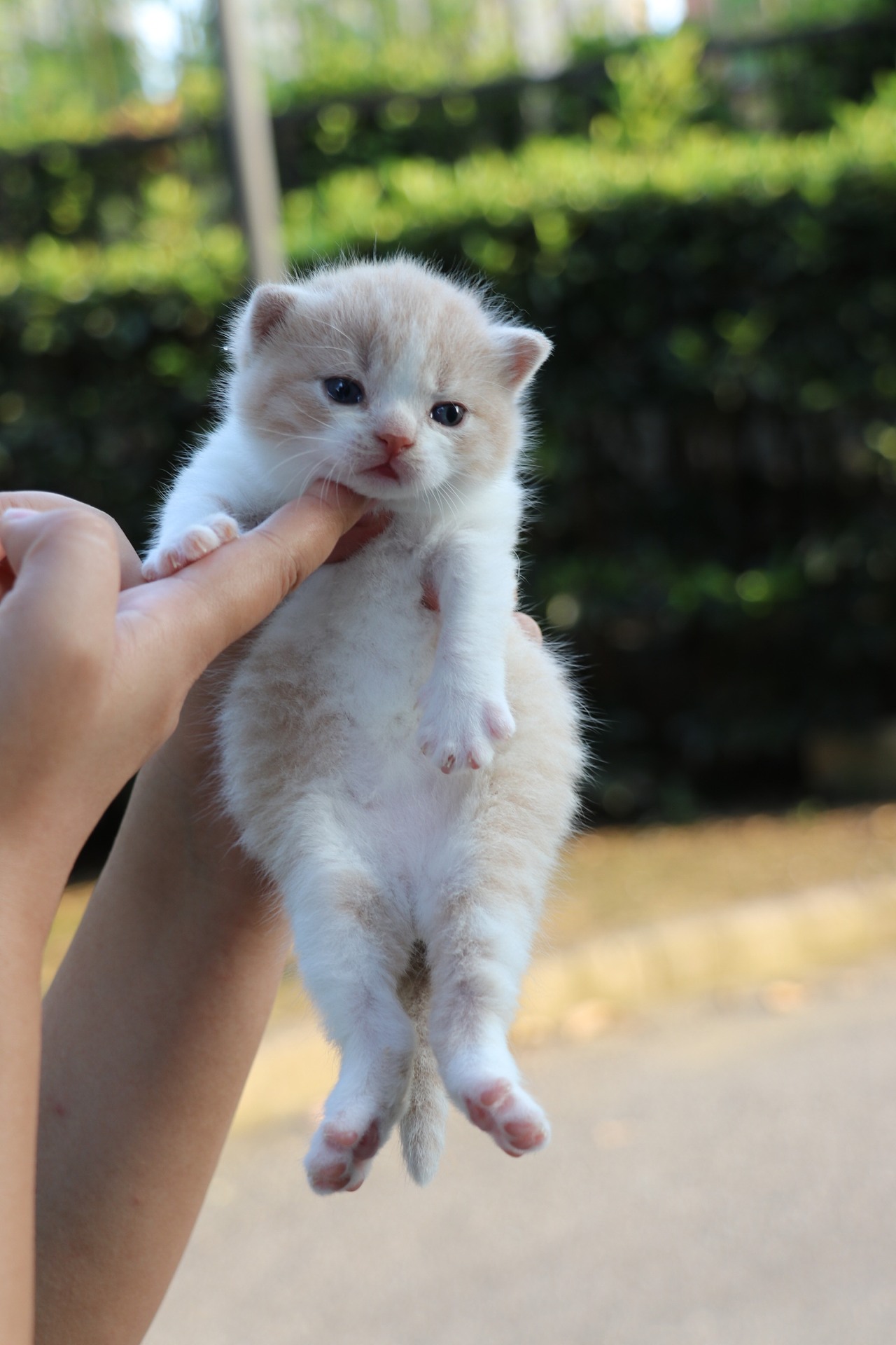 应小伙伴们要求这里放上英国短毛猫高清照片!