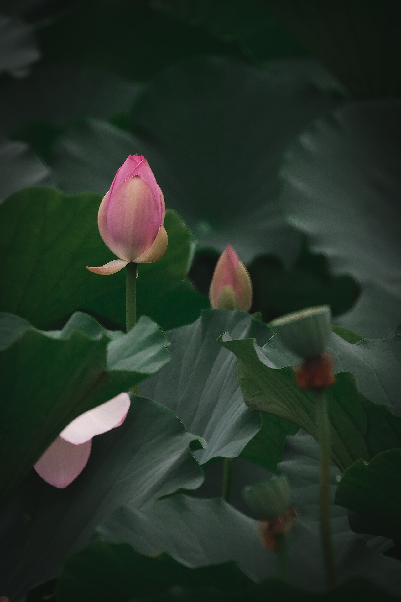 荷花（图ZMzEwNjc5OTA0） - 风光摄影 - 站酷设计师SamRock原创素材 - 站酷ZCOOL