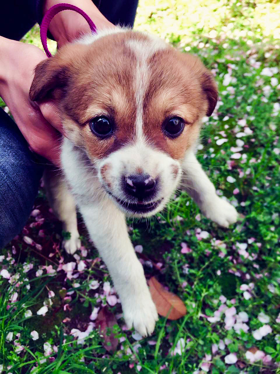 阳春三月里遇到的狗子（图ZMTA1MDcyMDk2） - 宠物摄影 - 站酷设计师一一是只汪原创素材 - 站酷ZCOOL