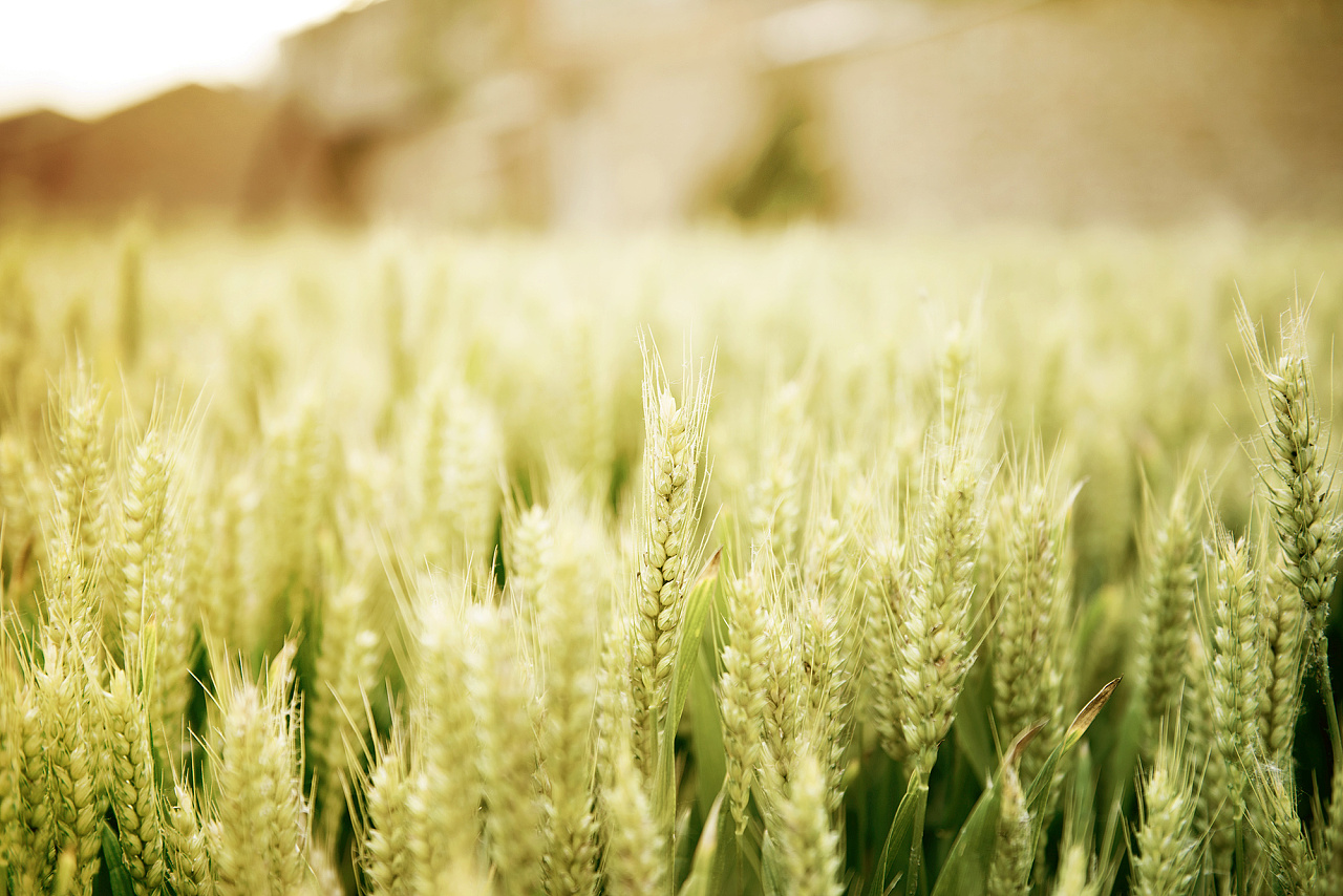 麦子 青芒 桌面壁纸 清新绿色护眼壁纸