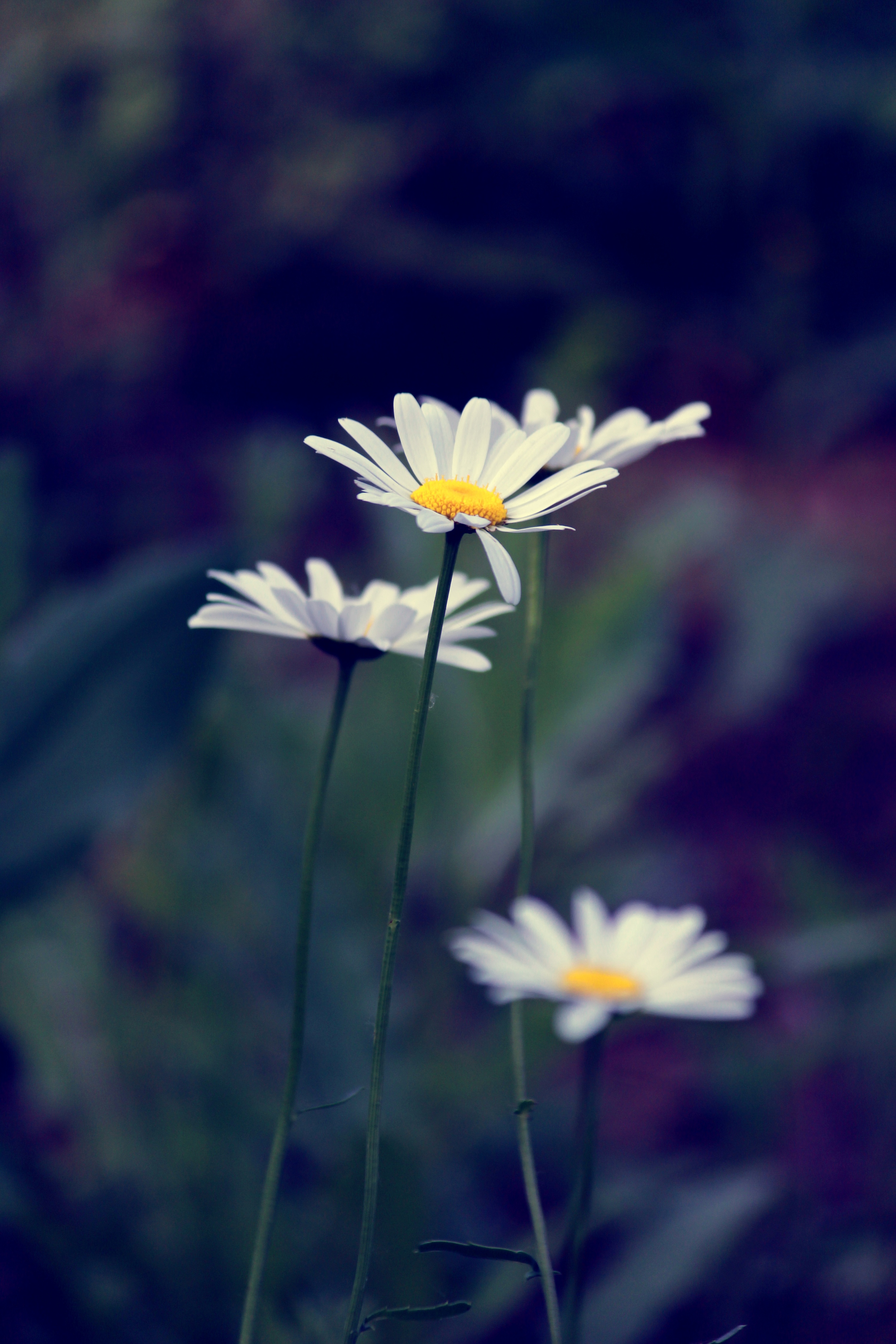 雏菊|摄影|风光摄影|摄影师小楠 - 原创作品 - 站酷 (zcool)