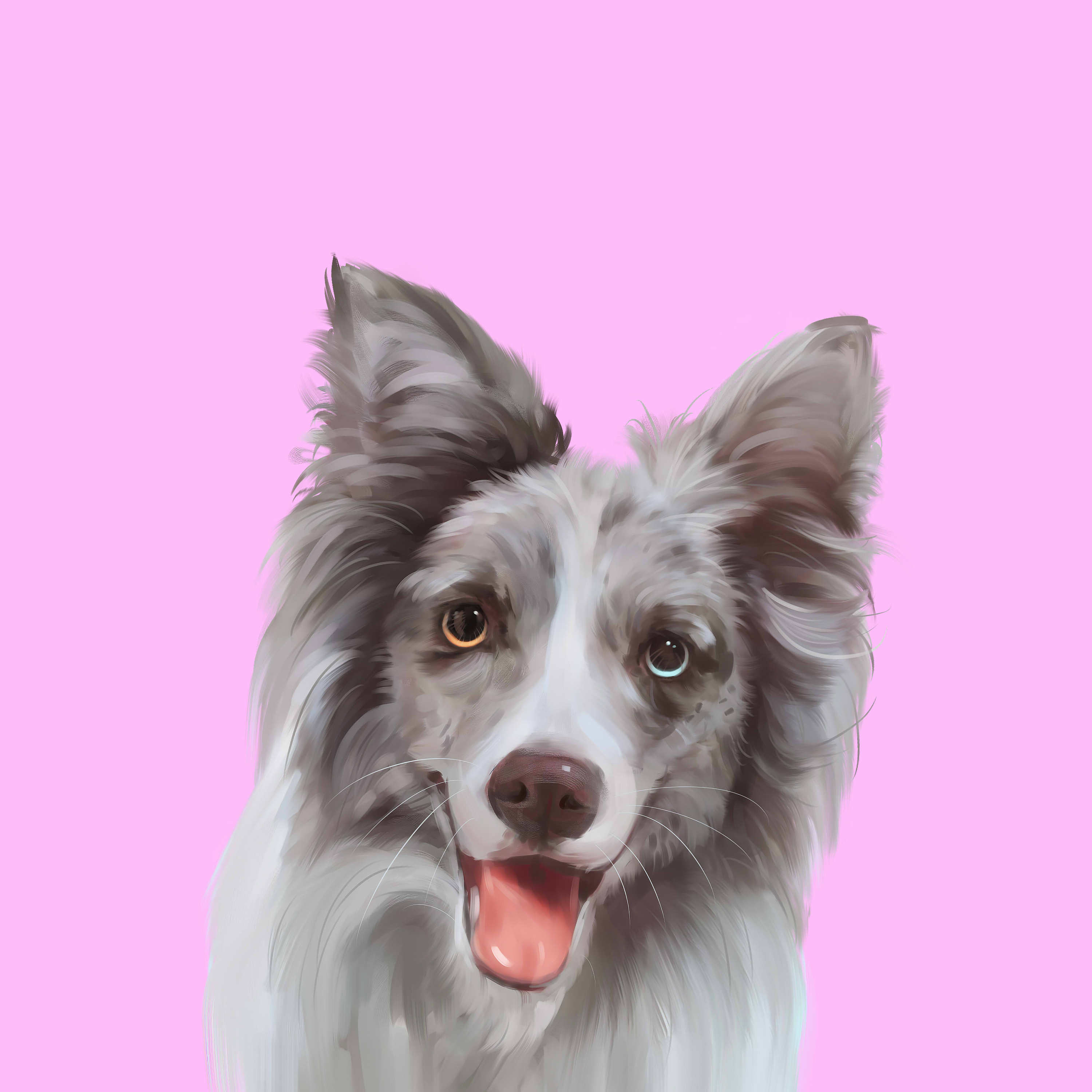 宠物手绘 宠物插画 陨石边牧