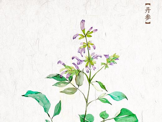 水彩| 中草药