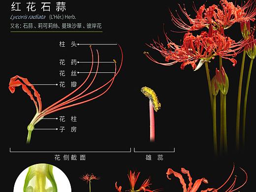 垂序商陆、构树、石蒜