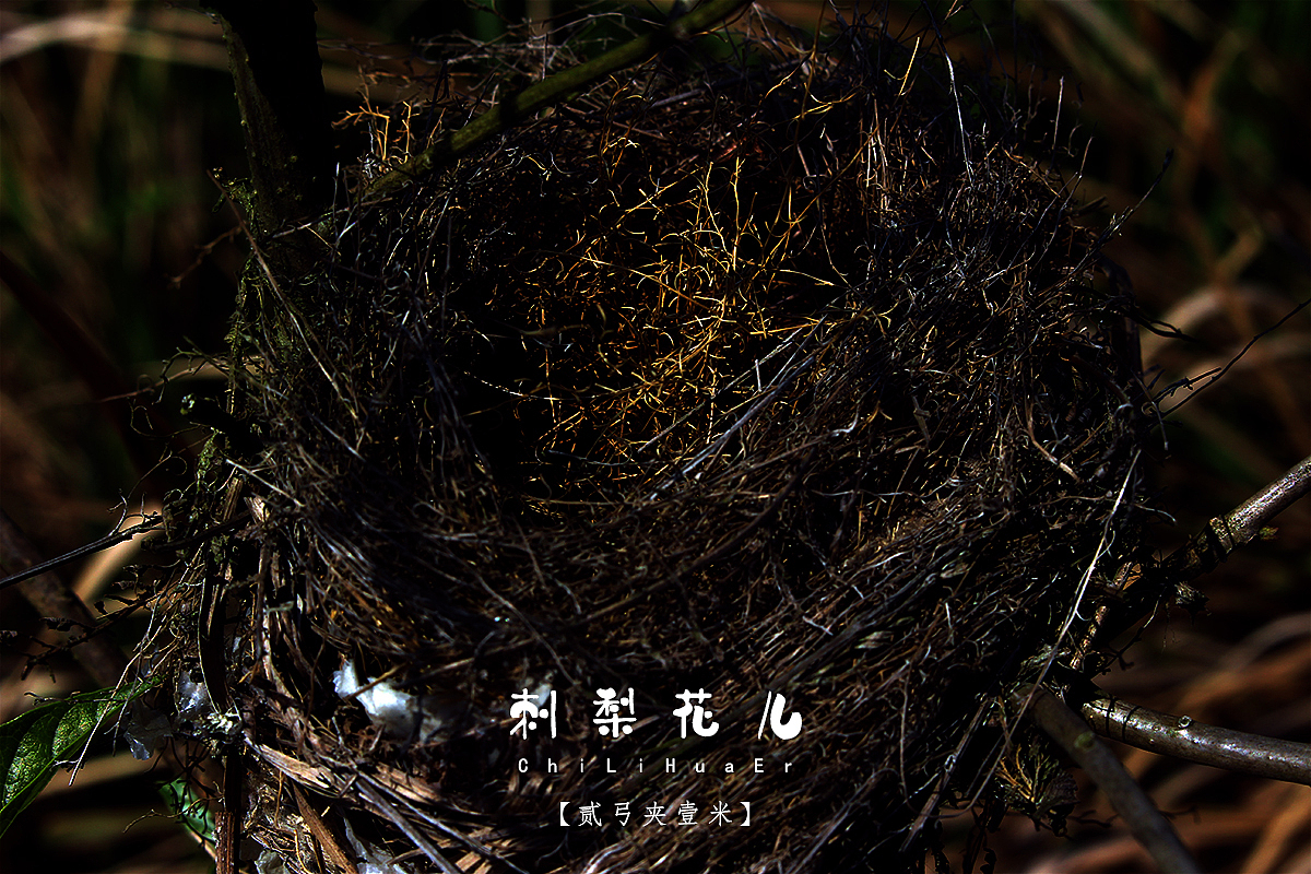 【贰弓夹壹米】刺梨花，好看带刺。（图ZNzc2NTI3NTY=） - 人文/纪实摄影 - 站酷设计师Roadarmor9原创素材 - 站酷ZCOOL