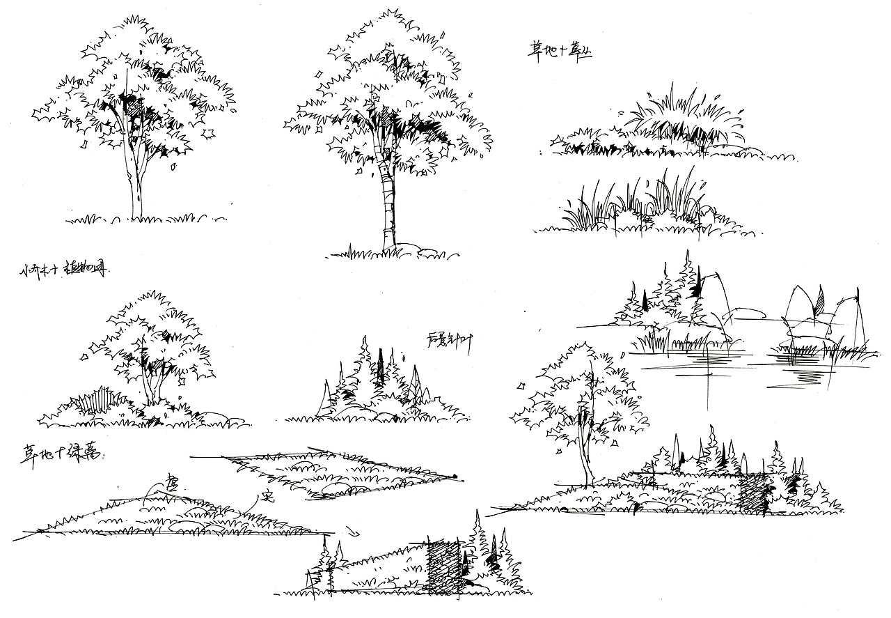 景观设计单体植物线稿图
