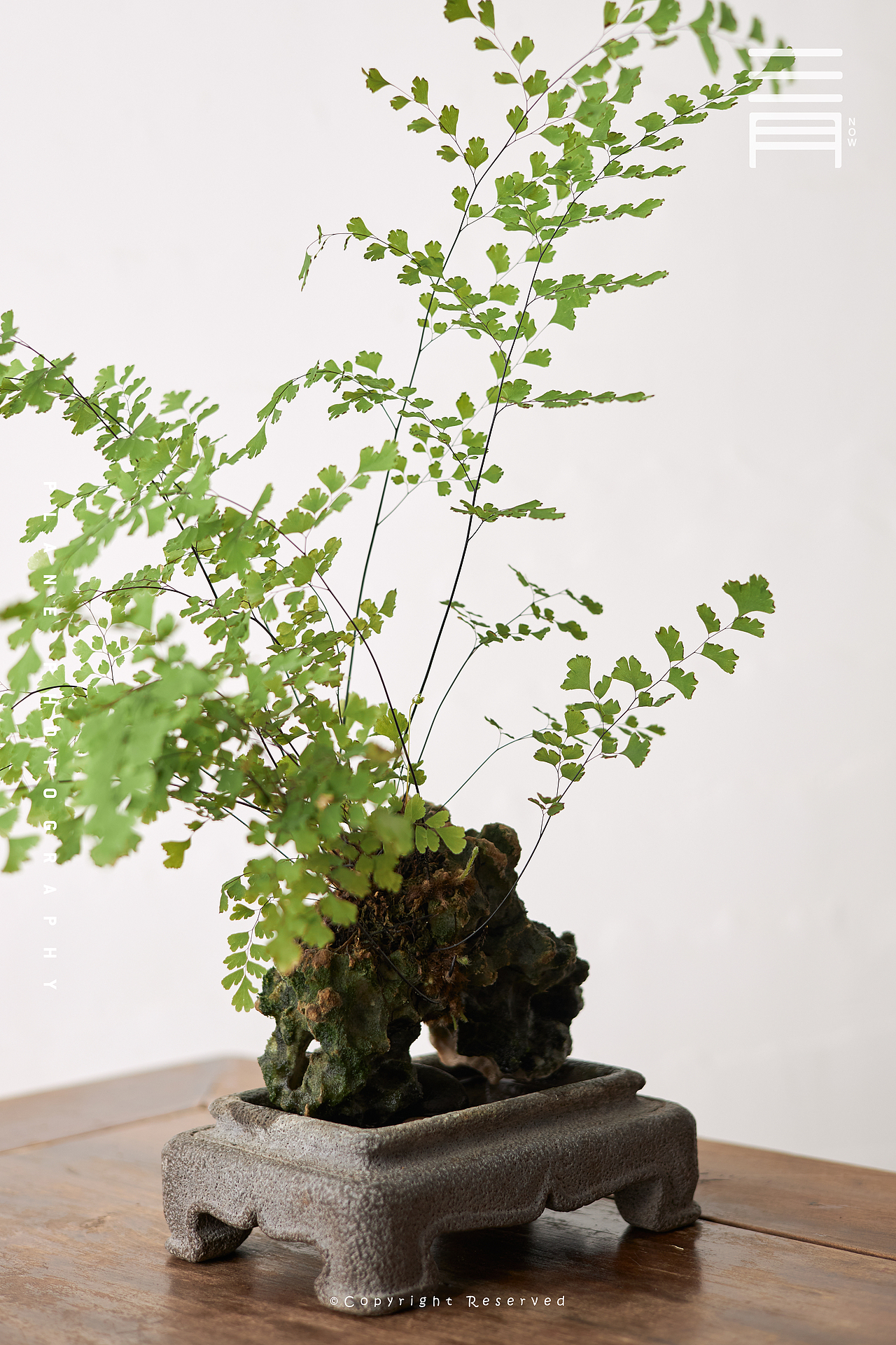 无由持一碗|古风摄影|器具拍摄|普洱茶|韵味意境