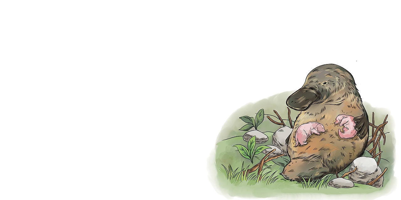 《大洋洲的神奇动物》绘本