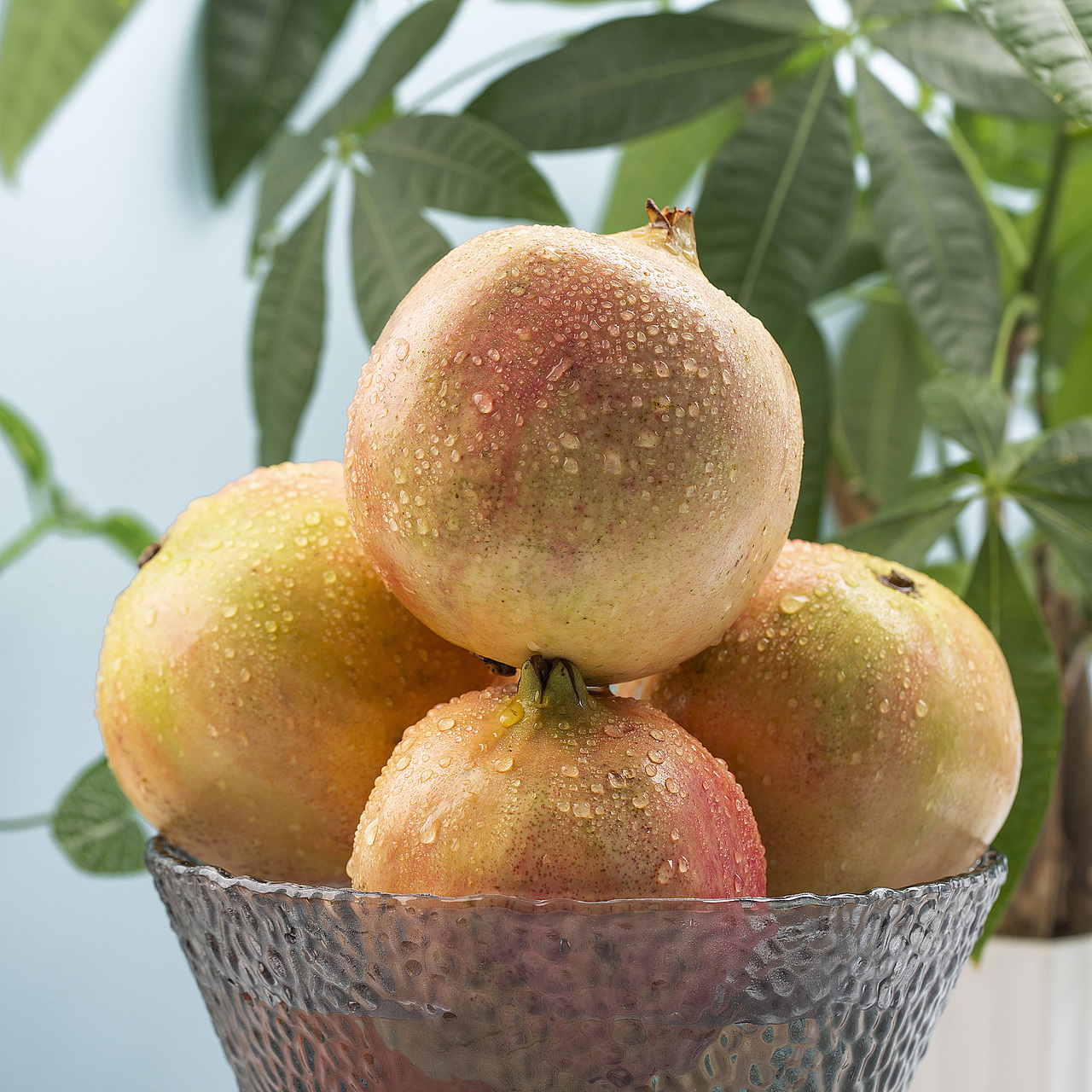 四川突尼斯红钻软籽石榴