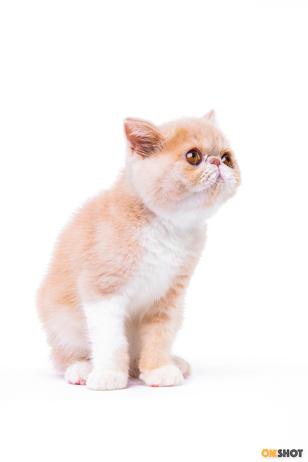 白底证件照加菲猫幼成