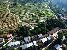 四川通江：绿色梯田美如画