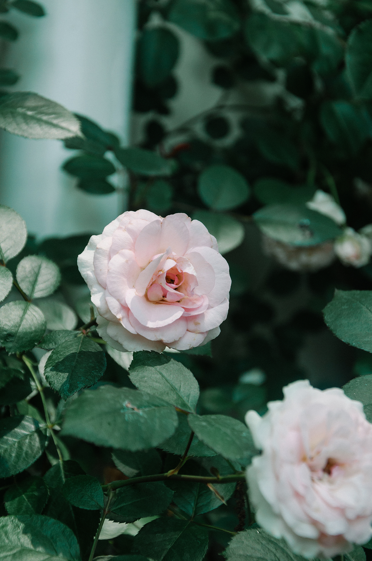 杭州小河直街的花花（图ZMjA3NDA3Mjk2） - 风光摄影 - 站酷设计师小小何leo原创素材 - 站酷ZCOOL