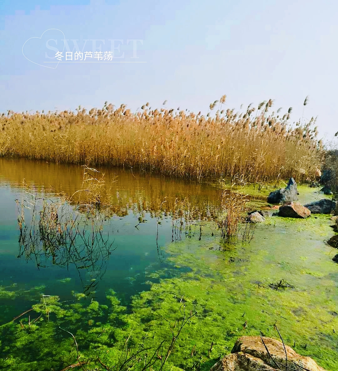 冬日的芦苇荡