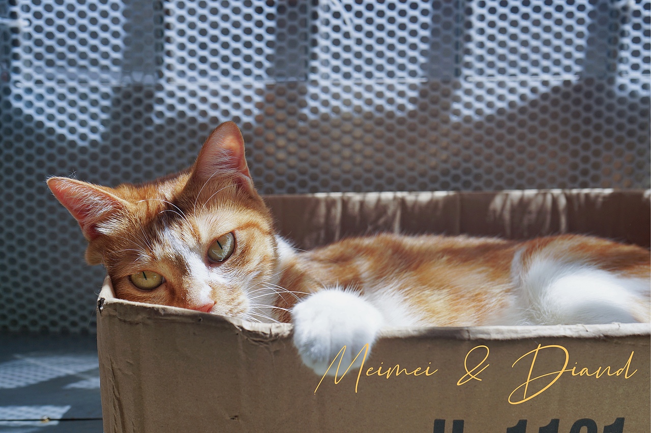 Meimei & Diand