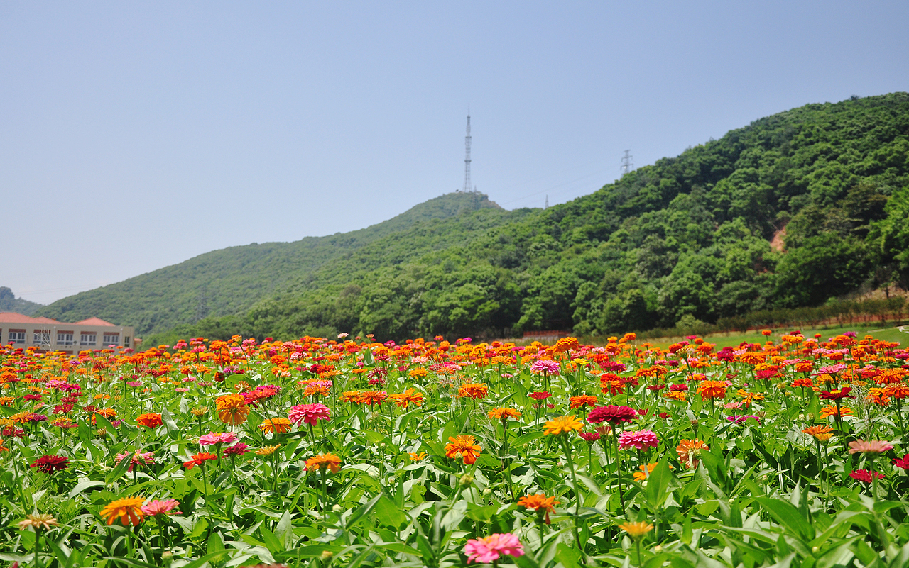 摄丨2016年浙江-江山西山花海（图ZNzEyNTM3MDA=） - 风光摄影 - 站酷设计师Aries丶垚原创素材 - 站酷ZCOOL