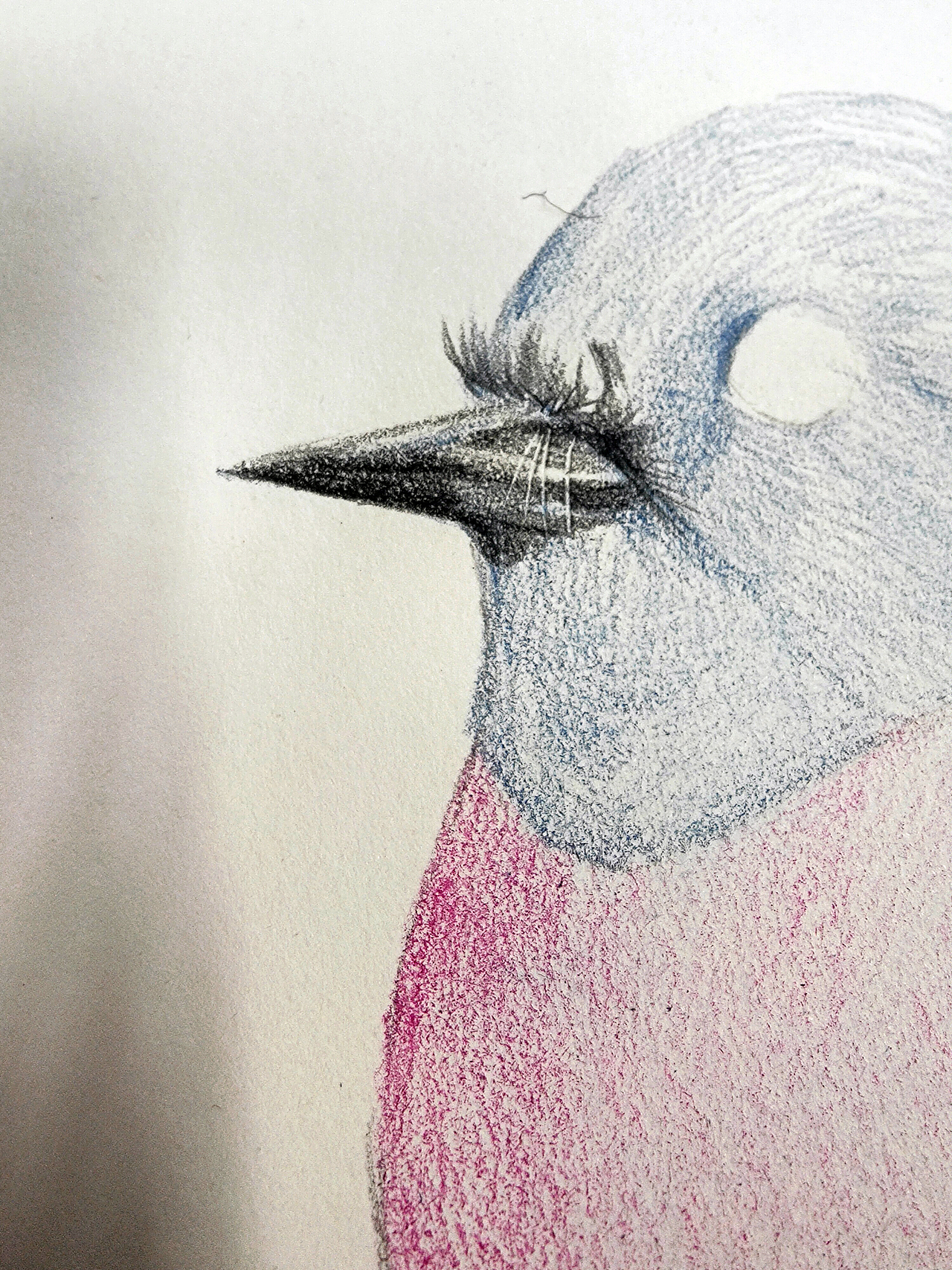 知更鳥（圖ZMjM1NzE1MDAw） - 繪畫 - 站酷設(shè)計師可小萌kiko原創(chuàng)素材 - 站酷ZCOOL