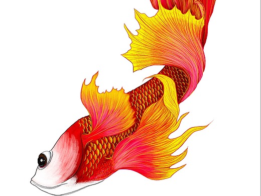 插画,鱼_素材网站_图片免费下载-zcool站酷