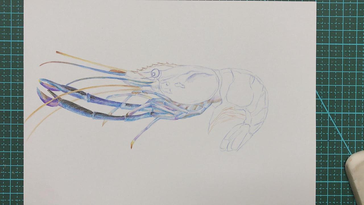 彩铅虾