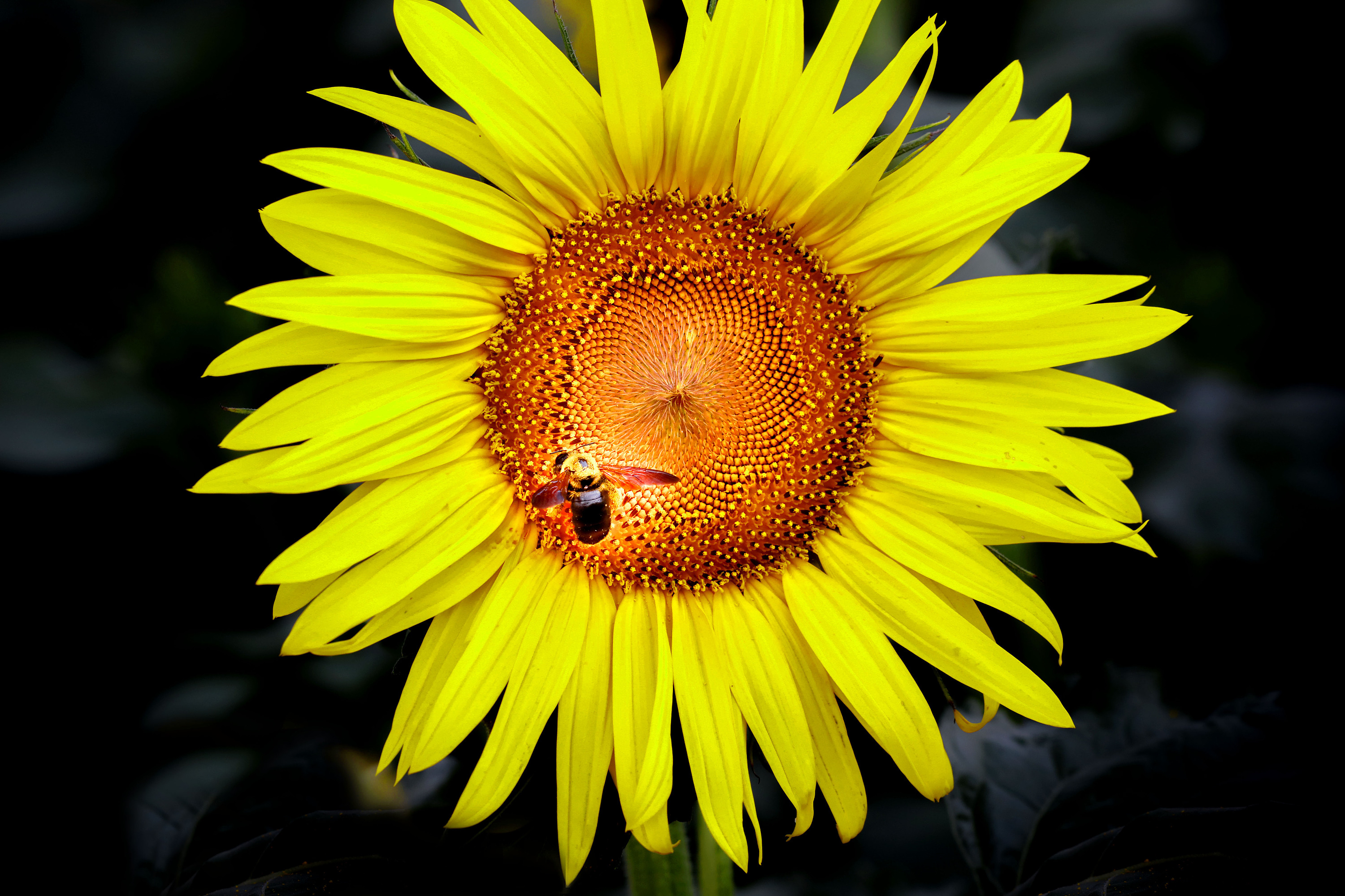 向日葵的微笑 库存照片. 图片 包括有 问题的, 橙色, 收集, 放光, 乐趣, 早晨, 表面, 严重, 愉快 - 42733362