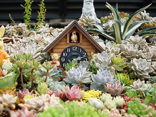 馆长的多肉花园