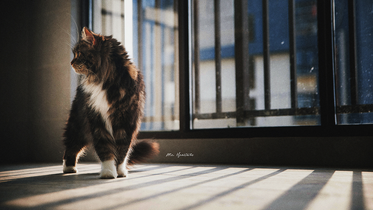 The sounds of silence【动物摄影师何某某个人作品6】（图ZNDQ2NjE2ODg=） - 宠物摄影 - 站酷设计师超级何某某原创素材 - 站酷ZCOOL