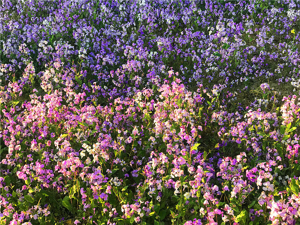 刘勇良手机纪实摄影:二月兰飘香