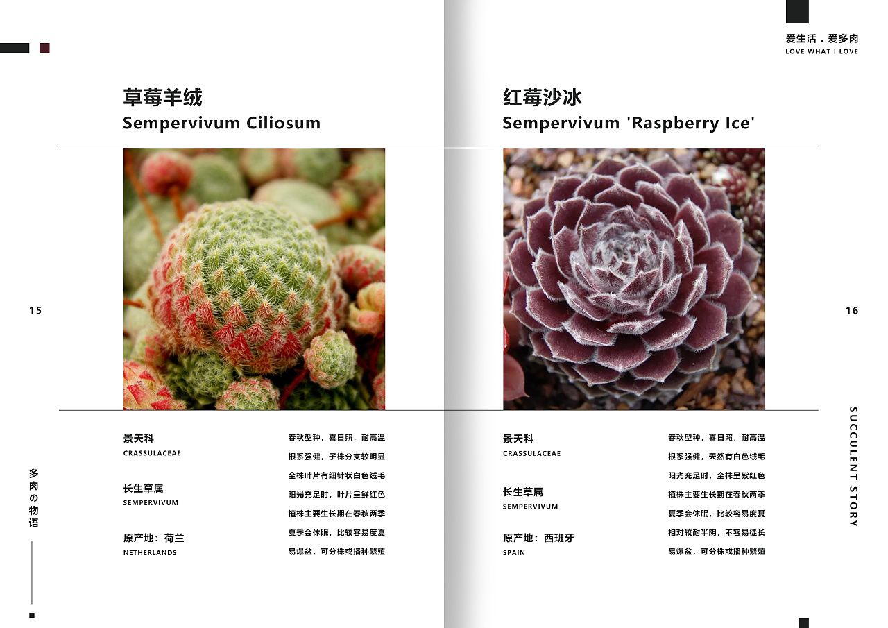 一套多肉植物画册