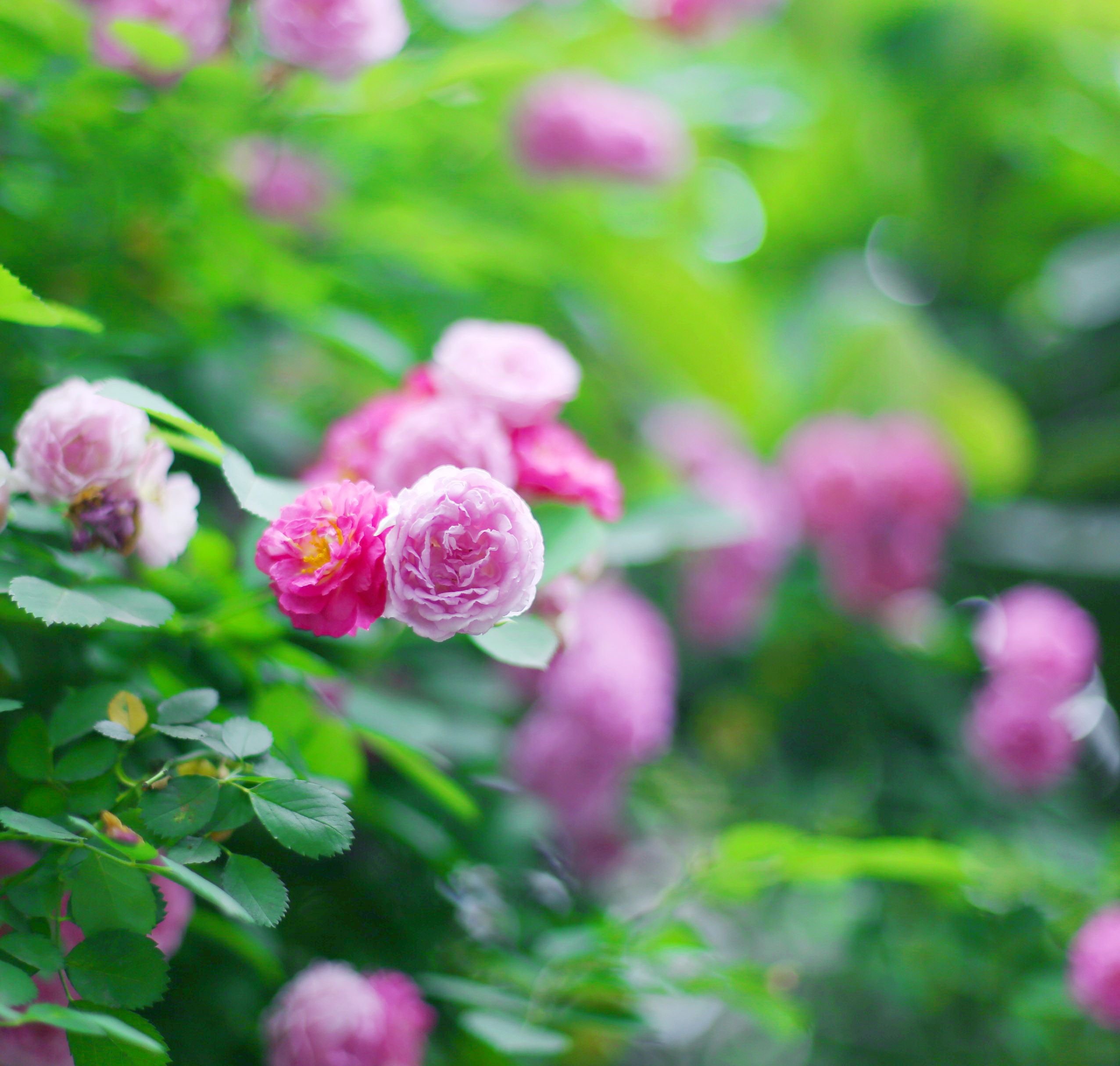 视觉中国蔷薇花图片