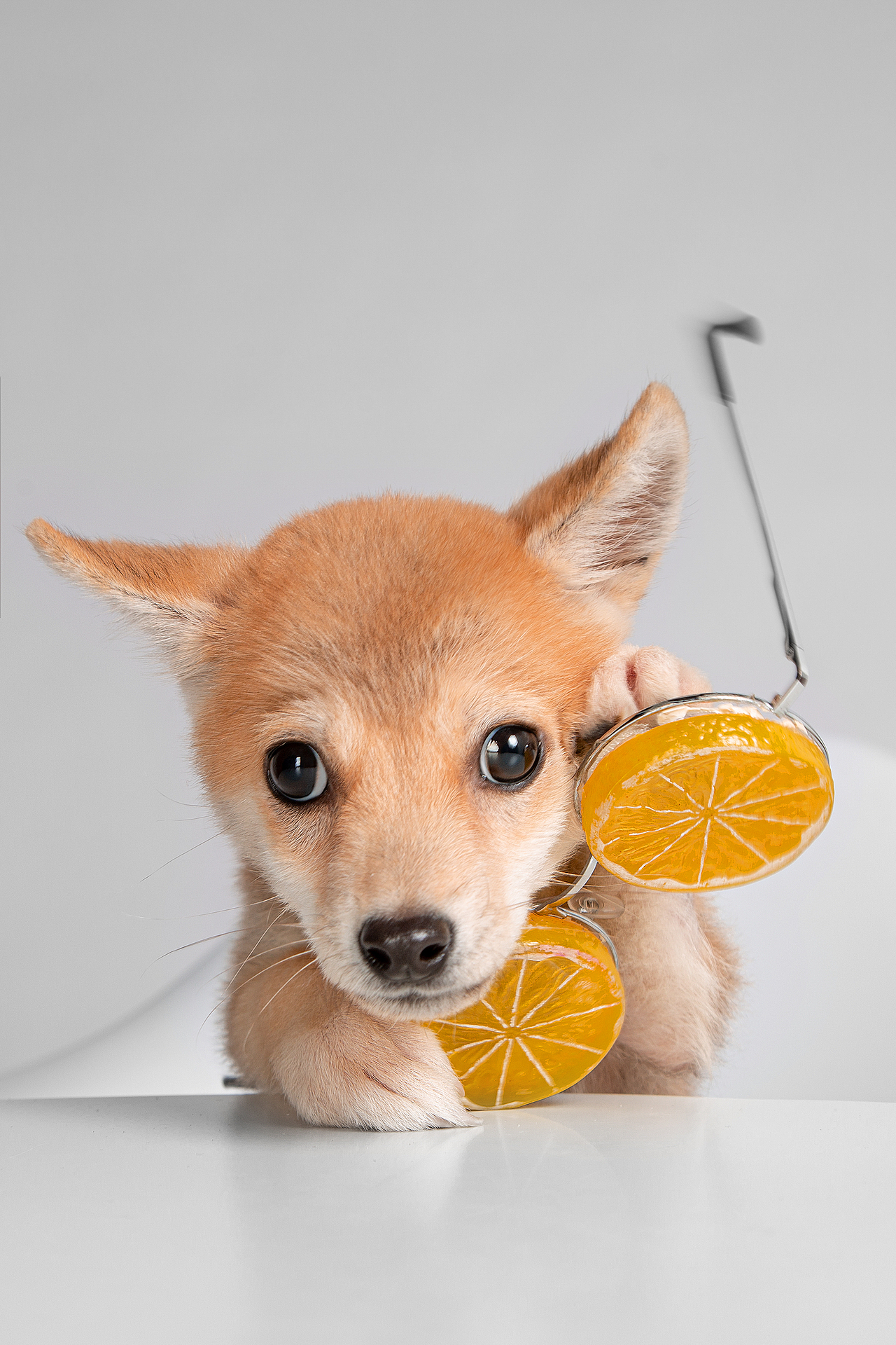 【動物照相館】合集